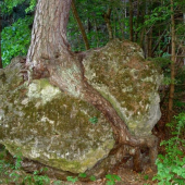 sila stromu