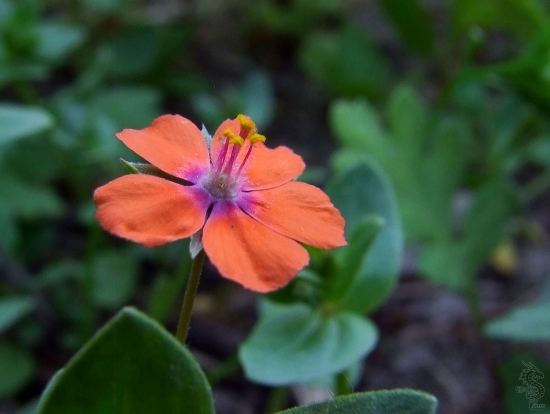 drchnička roľná  - Anagallis arvensis