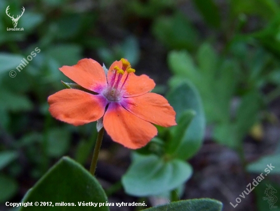 drchnička roľná  - Anagallis arvensis