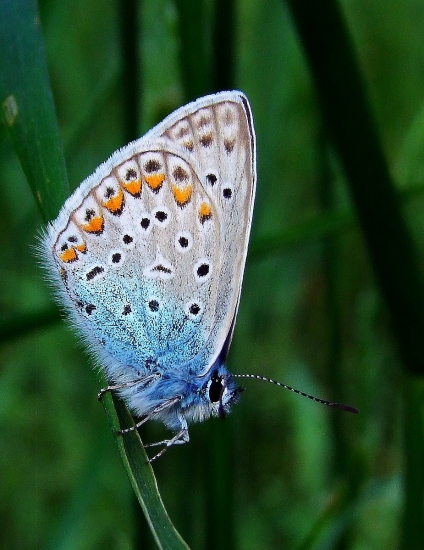 modráčik obyčajný