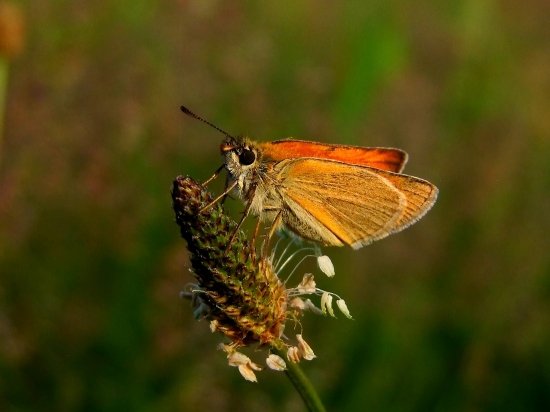 súmračník čiarkový   --  Thymelicus lineola