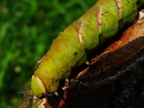 lišaj orgovánový -( husenica ) Sphinx ligustri