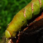 lišaj orgovánový -( husenica ) Sphinx ligustri