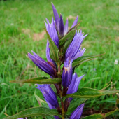 horec luskáčovitý   --  Gentiana asclepiadea