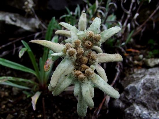 plesnivec alpínsky  --  Leontopodium alpinum