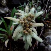 plesnivec alpínsky  --  Leontopodium alpinum