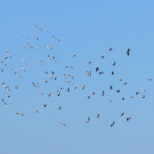 letecký deň bocianov