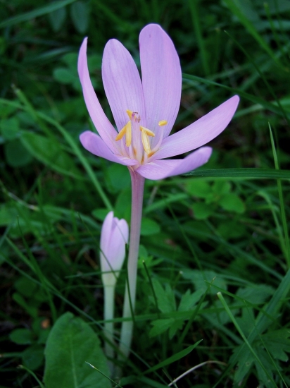 jesienka obyčajná  - Colchicum autumnale L.