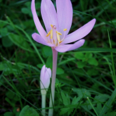 jesienka obyčajná  - Colchicum autumnale L.
