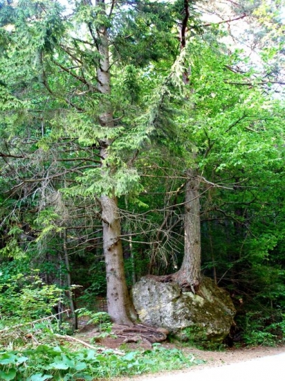 sila stromu 2