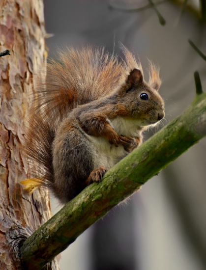 veverica stromová   --  Sciurus vulgaris L.