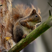 veverica stromová   --  Sciurus vulgaris L.