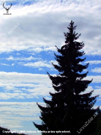 strom vs. obloha