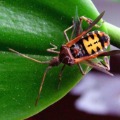 Obrubnica americká