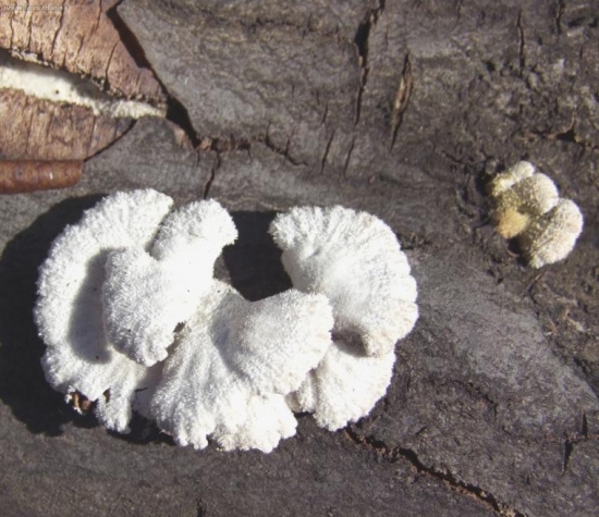 Klanolupeňovka obyčajná