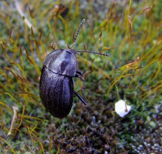 Zdochlinár černastý