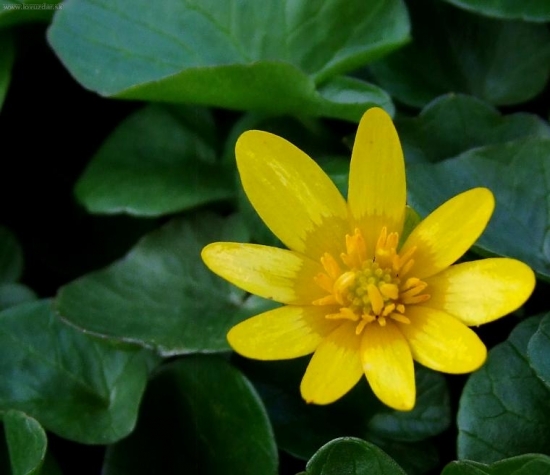 Blyskáč cibuľkatý