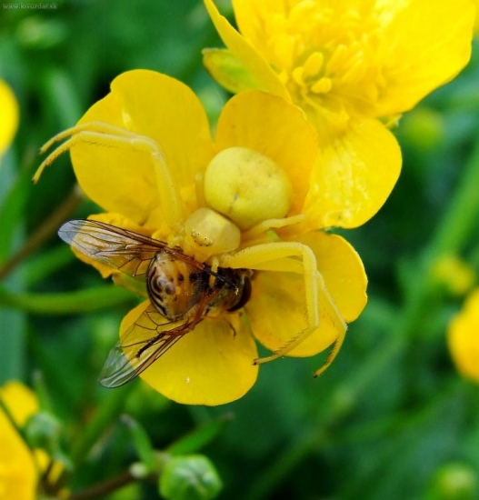 Kvetárik dvojtvarý