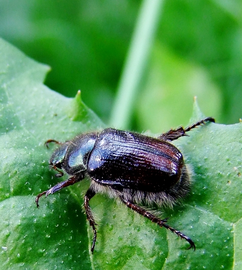 Chrústovec zahradný