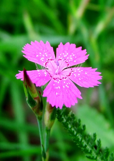 klinček slzičkový