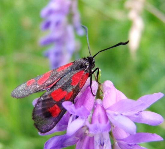 Vretienka datelinova