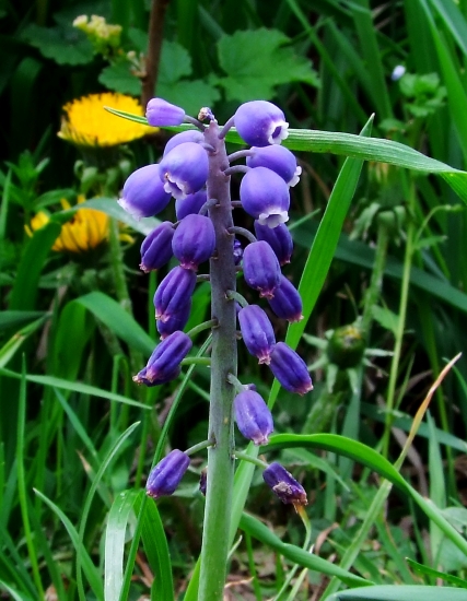 modrica strapcovitá