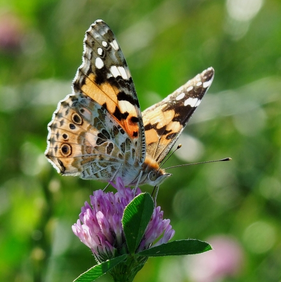 babočka bodliaková