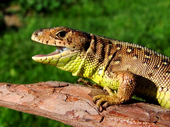 Jašterica krátkohlavá (Lacerta agilis)