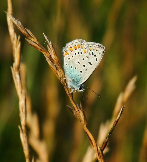 modráčik obyčajný (Polyommatus icarus)