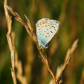 modráčik obyčajný (Polyommatus icarus)