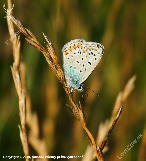 modráčik obyčajný (Polyommatus icarus)