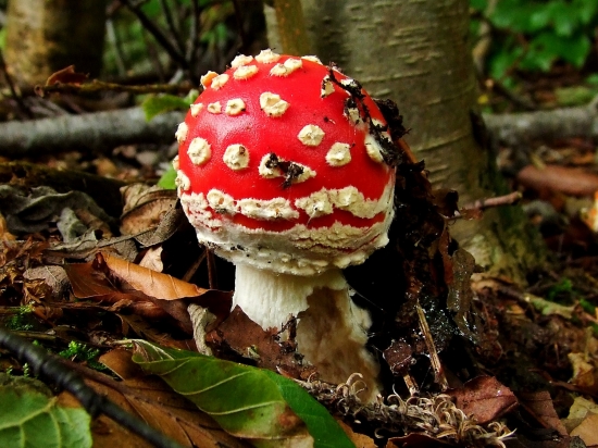 muchotrávka červená