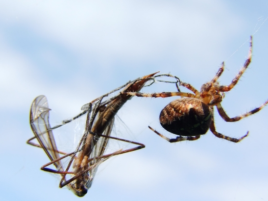 križiak a jeho obeť