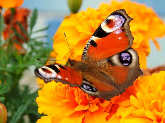 babôčka pávooká (Inachis io)