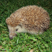 jež bledý