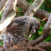 Orešnica perlovaná