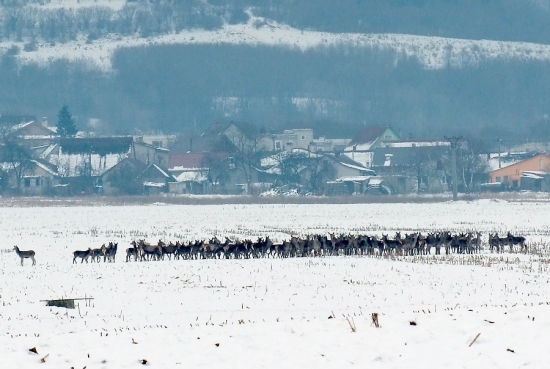črieda