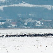 črieda
