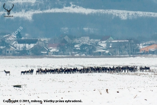 črieda