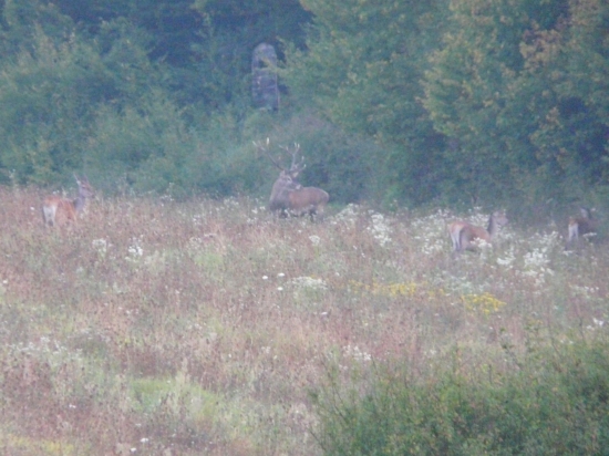 Ked vyšiel jeleň na kraj hory...