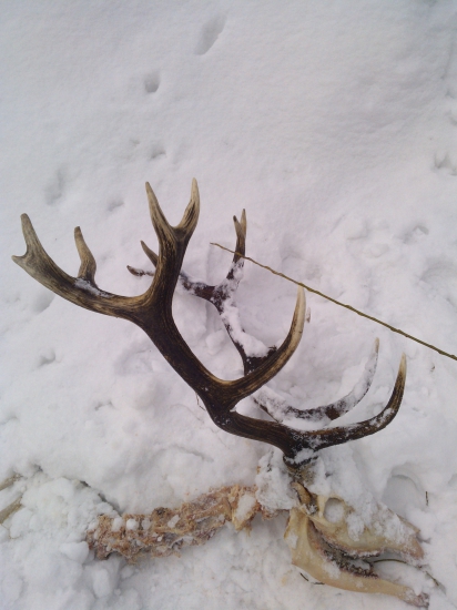 Po vĺčich stopách...