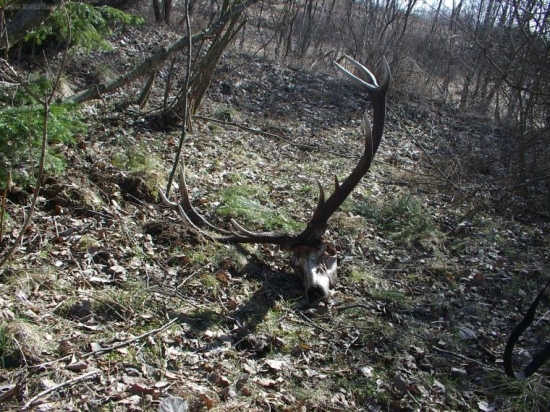 spomienka na rok 2008- úhyn