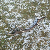 prvy tohto roku -konecne