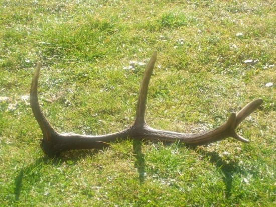 poteší