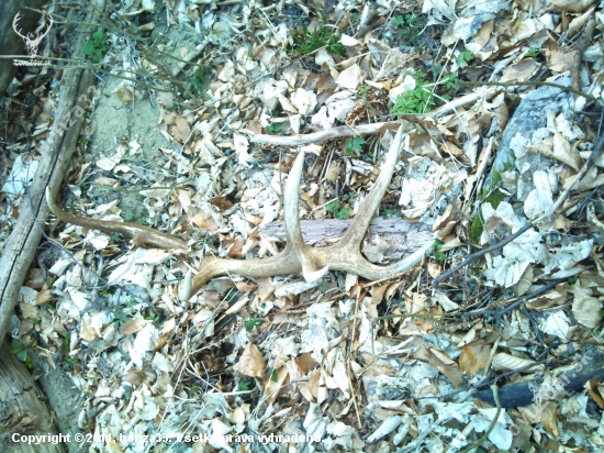 14 torak