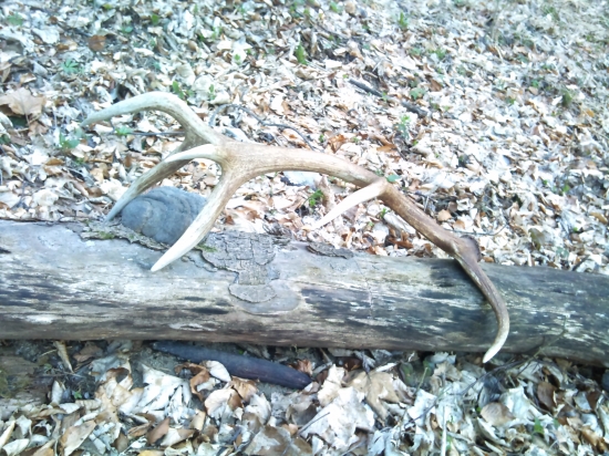 celkom pekna korunka