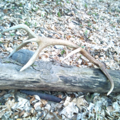 celkom pekna korunka