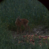 cez dalekohlad mobilom