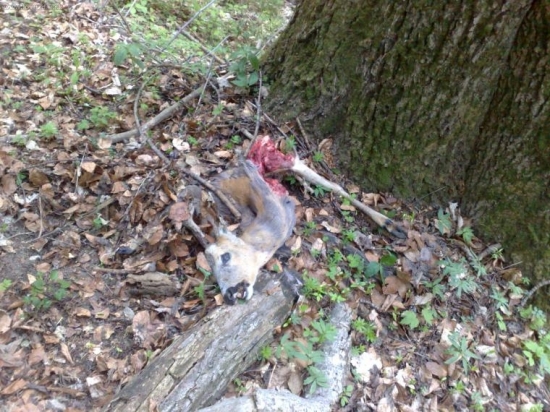 srnec 1/3 mal v lyku