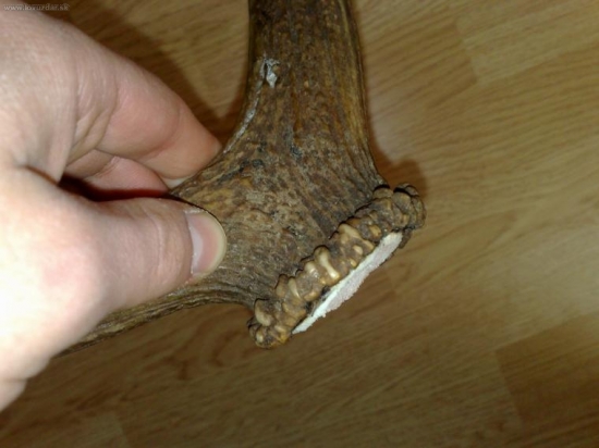 kolko moze mat rokov?